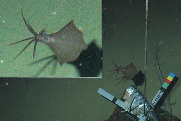 Ученые впервые обнаружили редкого кальмара на глубине более 6 километров