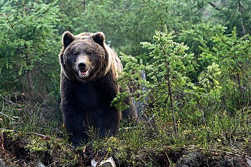 Ученые заметили у медведей необычное поведение
